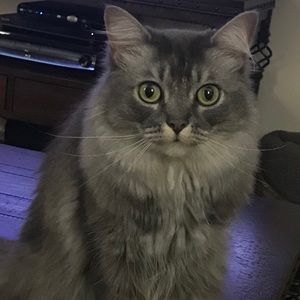 Meet your Posher, Dani